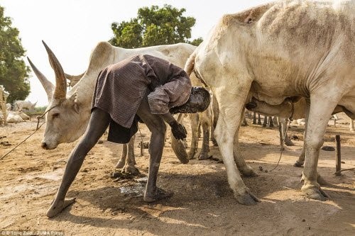  Bộ tộc dùng nước tiểu bò để tắm sinh sống ở Nam Sudan. Họ coi bò là tài sản vô cùng quý giá và sử dụng những chất kháng sinh tự nhiên trong nước tiểu của loài vật này để… khử khuẩn cũng như nhuộm tóc thành màu cam.